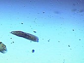 Didinium nasutum ciliate protozoa