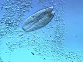 Paramecium conjugation ciliate protozoa