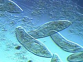 Paramecium caudatum ciliate protozoa