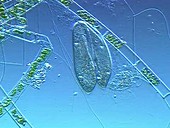 Paramecium conjugation ciliate protozoa