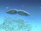 Paramecium fission protozoa