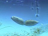 Paramecium fission protozoa