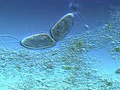 Paramecium fission protozoa