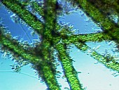 Green filamentous algae