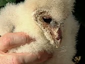 Barn owl