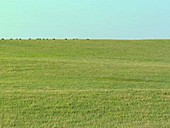 American bison