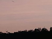 Purple martins pre-migratory roost