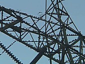 Purple martins on transmission tower