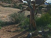 Arches National Park