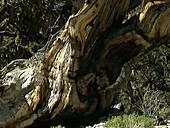Bristlecone pines Pinus longaeva