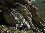 Bristlecone pines Pinus longaeva