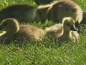 Canada goose goslings