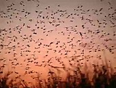 Purple martins pre-migratory roost