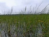 Wild rice Zizania palustris
