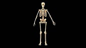 Male skeletal system
