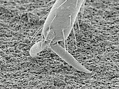 Cockroach leg, SEM