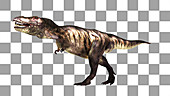 Tyrannosaurus rex dinosaur