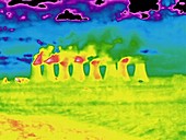 Thermogram of cooling towers