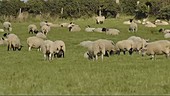 Timelapse of sheep