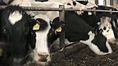 Timelapse of cows