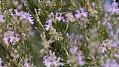 Honey bee feeding on rosemary flowers