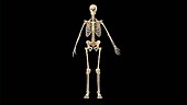Female skeletal system