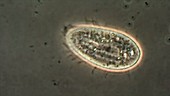 Paramecium calkinsi protozoan
