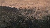 Slebech starlings