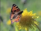 Small tortoiseshell butterfly