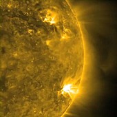 Flourishing active regions on the Sun