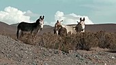 Donkeys, Argentina