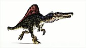 Spinosaurus dinosaur