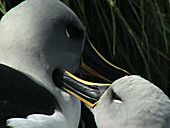 Grey-headed albatross pair