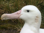 Albatross, South Georgia Island