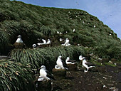 Albatross, South Georgia Island
