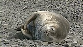 Crabeater seal