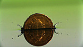 Coin falling into water