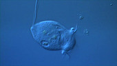 Vorticella protozoan