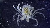 Planktonic crustacean