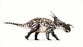 Einiosaurus dinosaur
