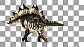 Stegosaurus dinosaur