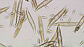 Gyrosigma diatoms