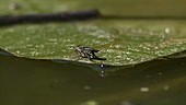 Flies on a leaf on water