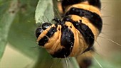 Cinnabar moth caterpillar