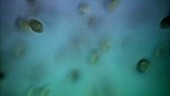 Peridinium sp dinoflagellates