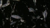 Copepods and larvae