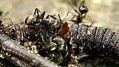 Ants eating an earthworm