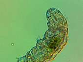 Tardigrade, microscopy
