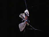 Tropical orb weaver spider