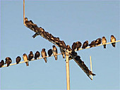 Purple martins